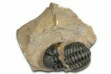 Bargain, Phacopid (Morocops) Trilobite - Foum Zguid, Morocco #363160-3